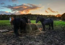 horses 1920x1200 wallpaper Art HD Wallpaper